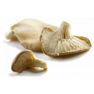 seta-comun-wpp1587333661666-300x300